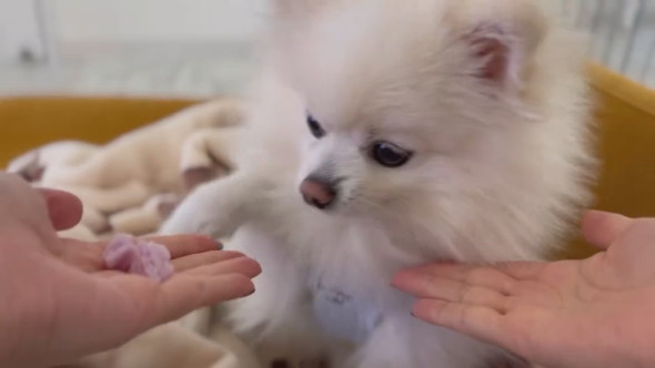 おやつの場所を外してしまったポメラニアンのワンコ