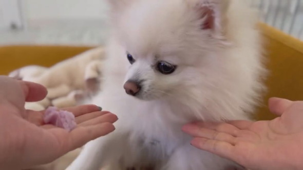 おやつの場所を外してしまったポメラニアンのワンコ