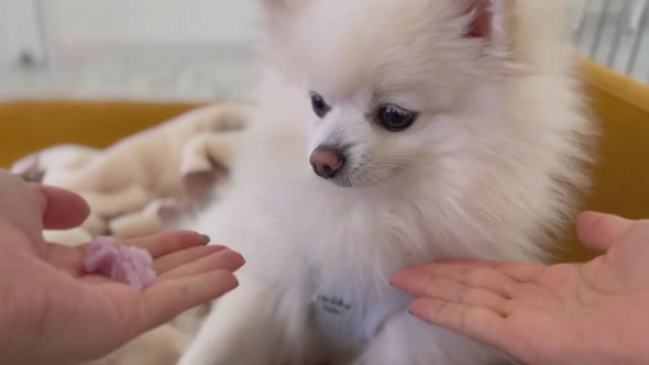 おやつの場所を外してしまったポメラニアンのワンコ