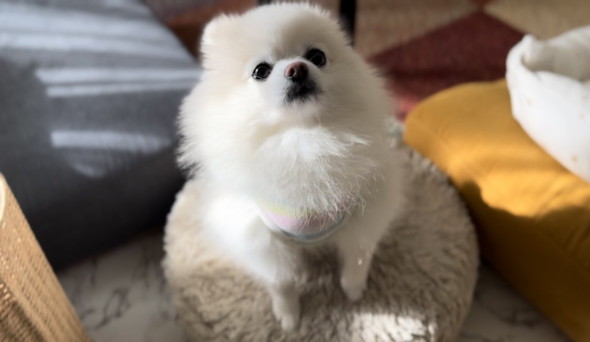 座って見上げるポメラニアンのワンコ