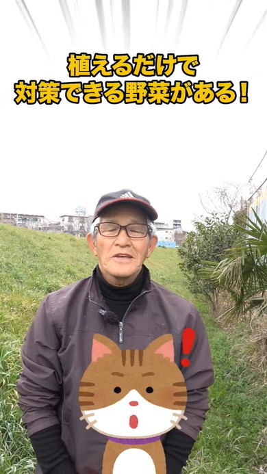 春夏野菜にぴったりのコンパニオンプランツの解説