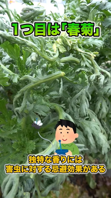 春夏野菜にぴったりのコンパニオンプランツの解説