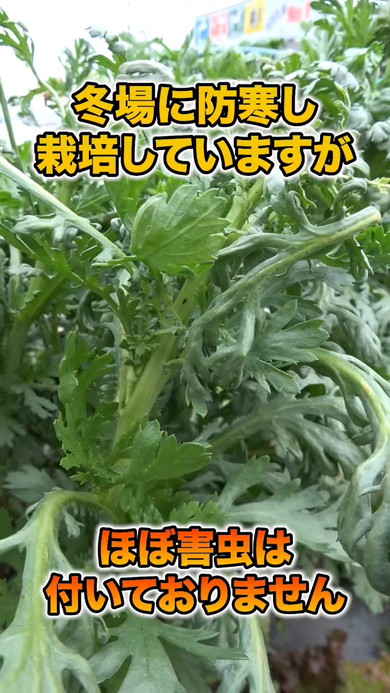 春夏野菜にぴったりのコンパニオンプランツの解説