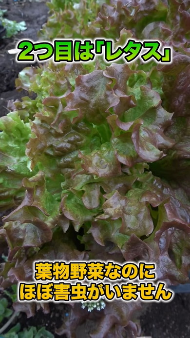 春夏野菜にぴったりのコンパニオンプランツの解説