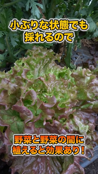 春夏野菜にぴったりのコンパニオンプランツの解説