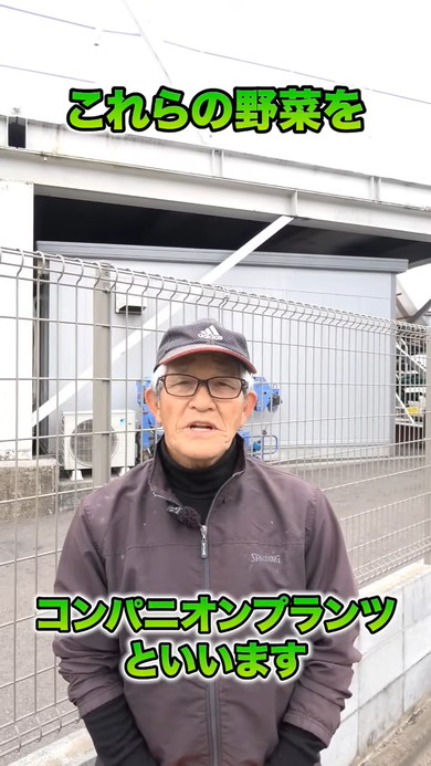 春夏野菜にぴったりのコンパニオンプランツの解説