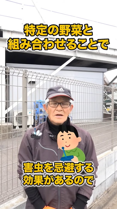 春夏野菜にぴったりのコンパニオンプランツの解説