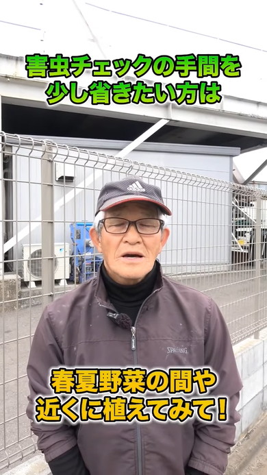 春夏野菜にぴったりのコンパニオンプランツの解説