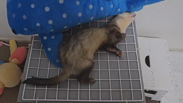 サメのぬいぐるみと遊ぶフェレットさん