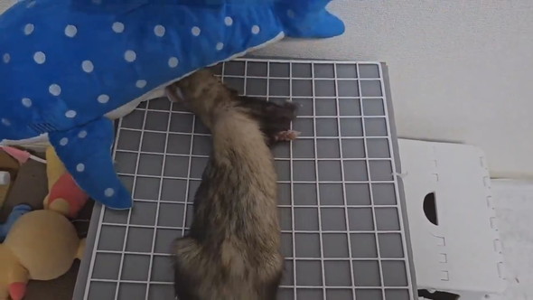 サメのぬいぐるみと遊ぶフェレットさん