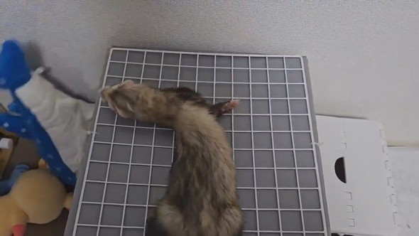 サメのぬいぐるみを落としたフェレットさん