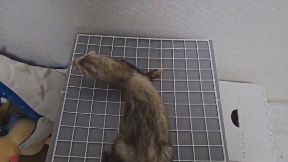 サメのぬいぐるみを見つめるフェレットさん