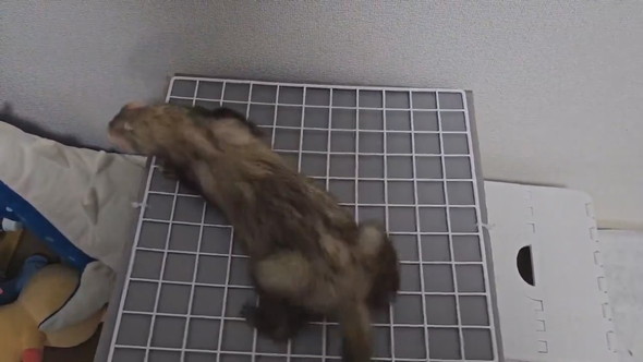 サメのぬいぐるみと遊ぶフェレットさん