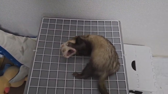 嘆き悲しむフェレットさん