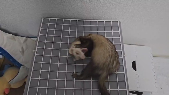 嘆き悲しむフェレットさん