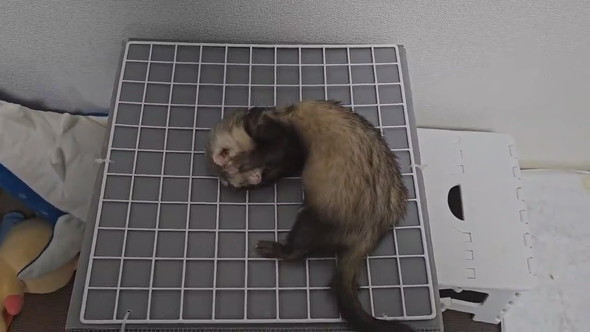 嘆き悲しむフェレットさん