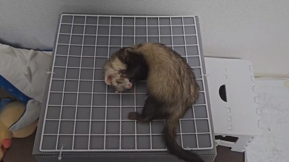 嘆き悲しむフェレットさん