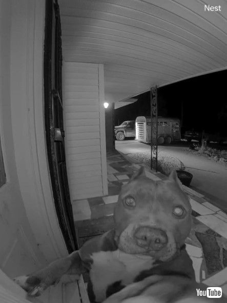 インターホンをならすワンコ