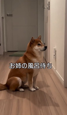 姉の風呂を待つワンコ