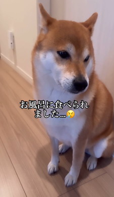 姉の風呂を待つワンコ