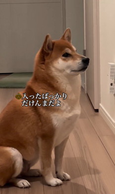 姉の風呂を待つワンコ