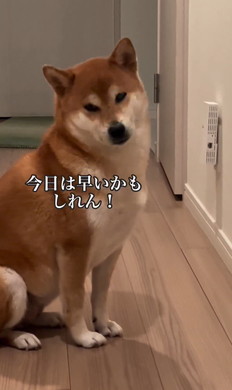 姉の風呂を待つワンコ