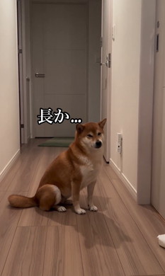 姉の風呂を待つワンコ