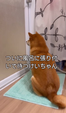 姉の風呂を待つワンコ