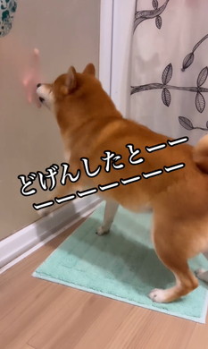 姉の風呂を待つワンコ