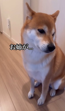 姉の風呂を待つワンコ