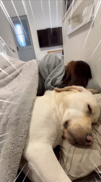 コタツで寝落ちするまるで人間なラブラドール・レトリバー