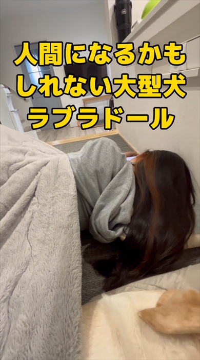 コタツで寝落ちするまるで人間なラブラドール・レトリバー