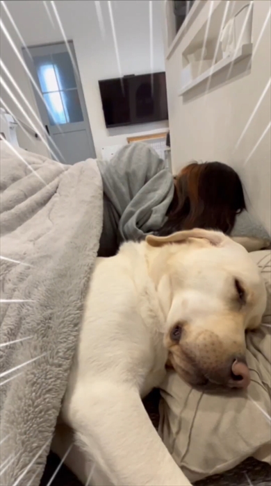 コタツで寝落ちするまるで人間なラブラドール・レトリバー