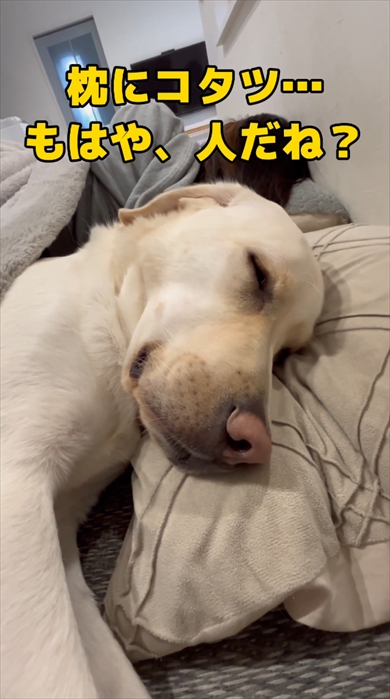 コタツで寝落ちするまるで人間なラブラドール・レトリバー