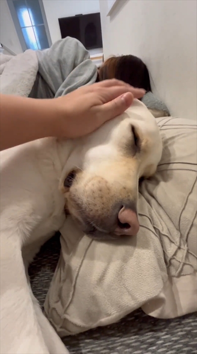 コタツで寝落ちするまるで人間なラブラドール・レトリバー