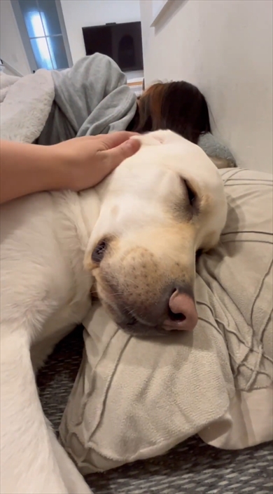 コタツで寝落ちするまるで人間なラブラドール・レトリバー