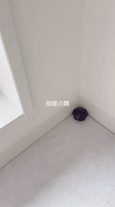 G対策でブラックキャップを部屋のすみに