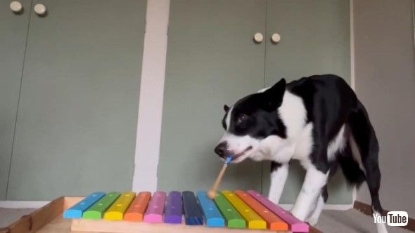 木琴を演奏するワンコ