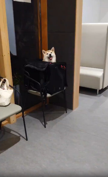 犬