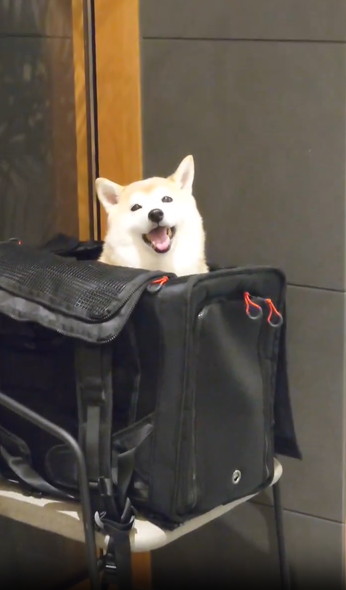 動物病院で笑顔のワンコ