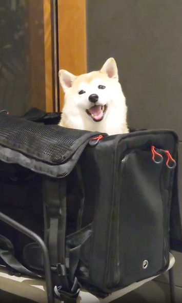 動物病院で笑顔のワンコ