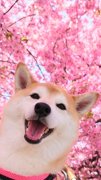 桜とワンコ
