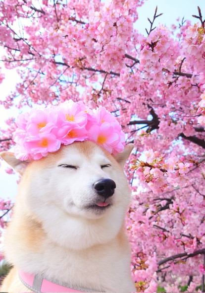桜とワンコ