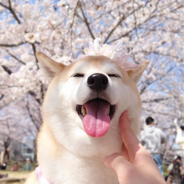 桜とワンコ