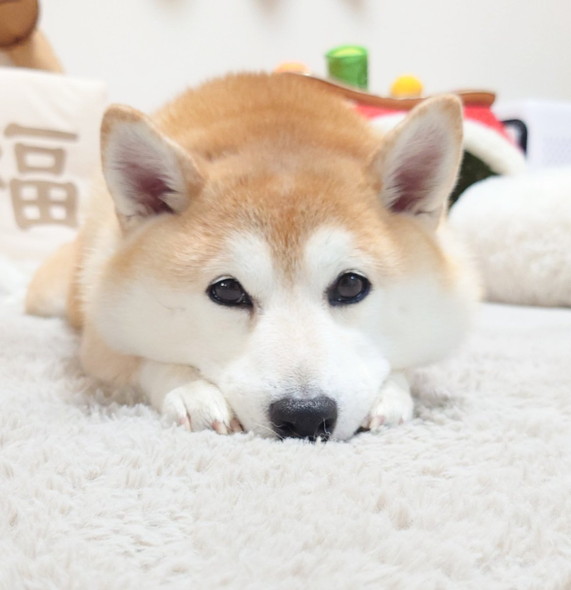 顔の横に前足置くワンコ