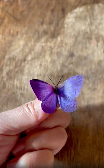 花びらで作った蝶
