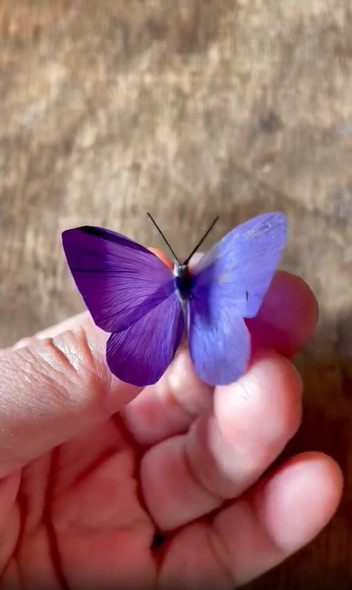 花びらで作った蝶