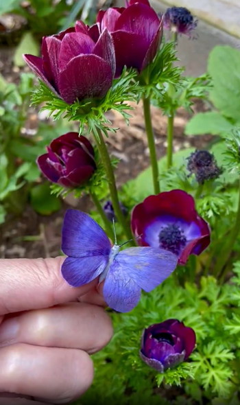 花びらで作った蝶