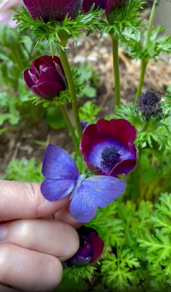 花びらで作った蝶