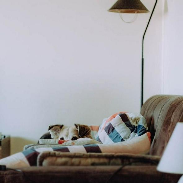 犬を花火に連れて行く危険性